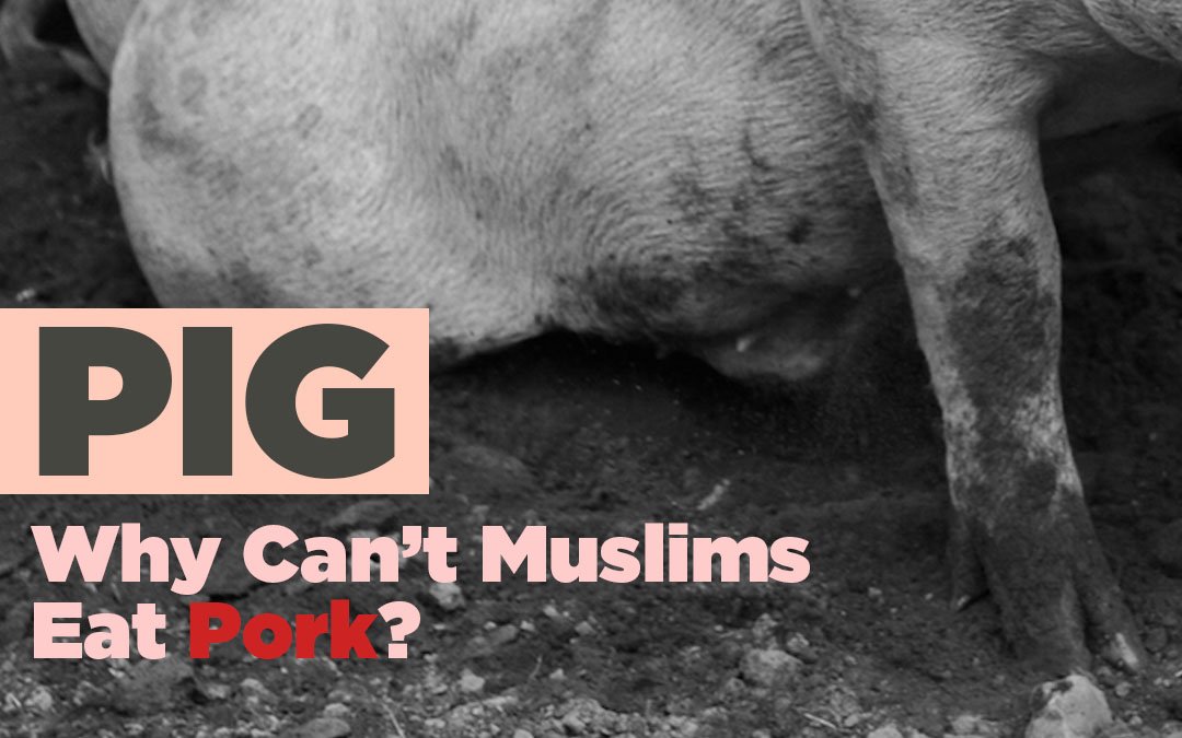 PIG – Why Can't Muslims Eat Pork? – Ask A Muslim