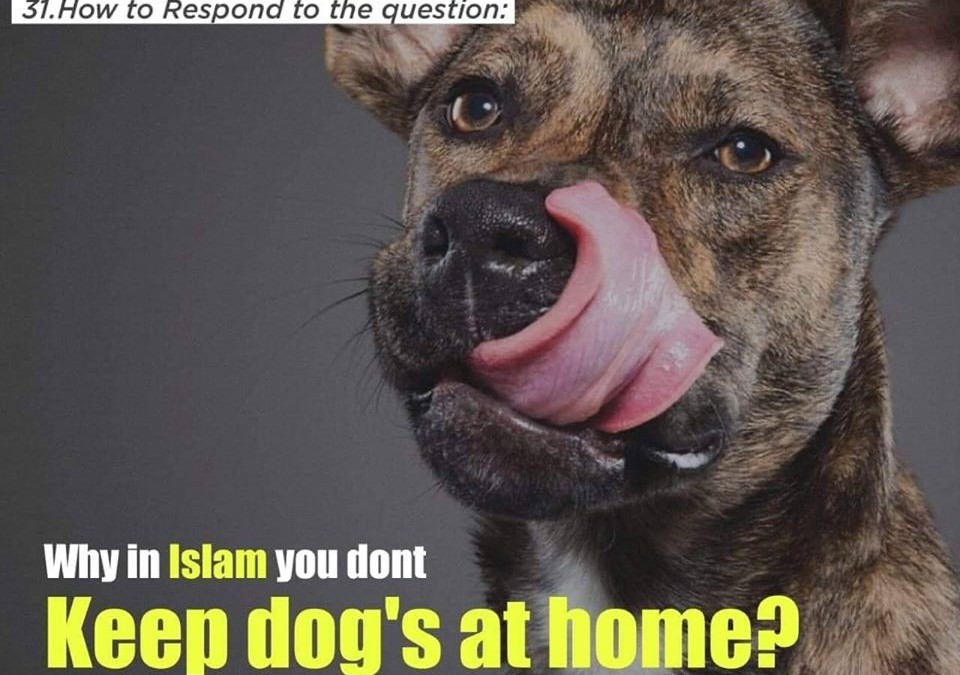 Dog’s saliva is dangerous?Ask a Muslim