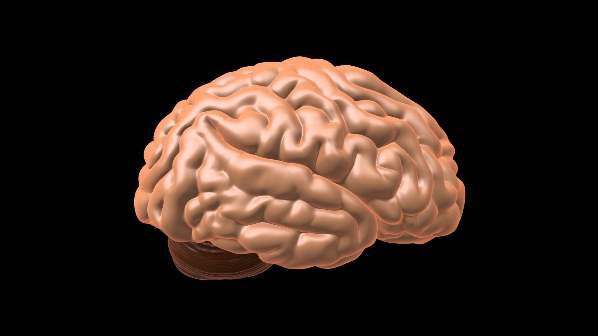 Головной мозг печень кровь. Емкость мозга человека. Программы человека мозг.